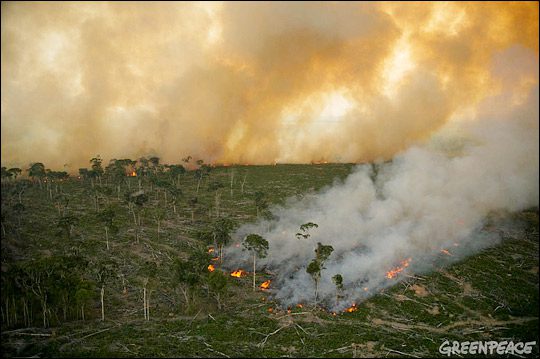 amazon forest fires