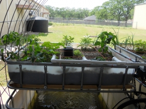 self watering garden
