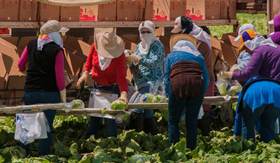 community members harvest cabbage