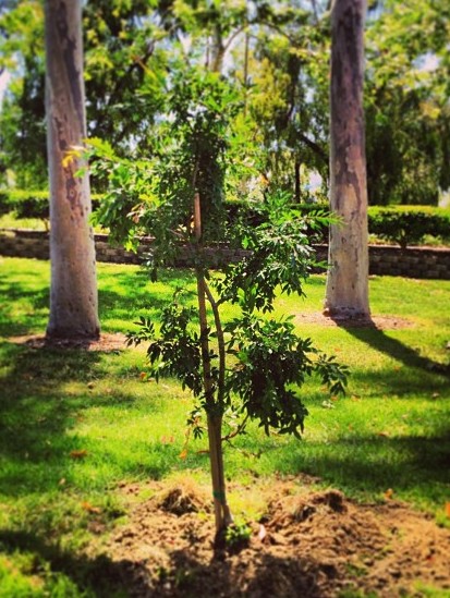 Tree Planted for earth week 2015