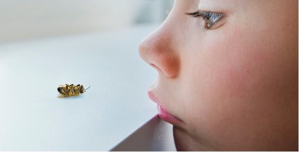 child looking at a dead bee