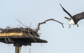 Osprey takes flight from nesting platform adjacent to the UC Irvine Arboretum