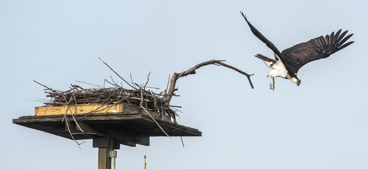 Osprey takes flight from nesting platform adjacent to the UC Irvine Arboretum